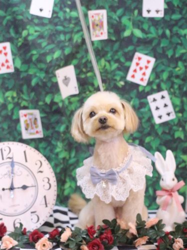 20250420ちゃいろくん